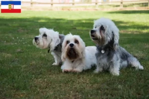 Read more about the article Dandie Dinmont Terrier opdrættere og hvalpe i Schleswig-Holstein