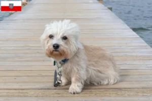 Read more about the article Dandie Dinmont Terrier opdrættere og hvalpe i Thüringen