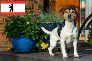 Read more about the article Dansk-svensk gårdhundeopdrætter og hvalpe i Berlin