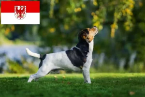 Read more about the article Dansk-svenske gårdhundeopdrættere og hvalpe i Brandenburg