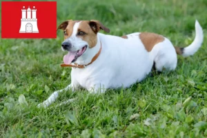 Read more about the article Dansk-svenske gårdhundeopdrættere og hvalpe i Hamborg