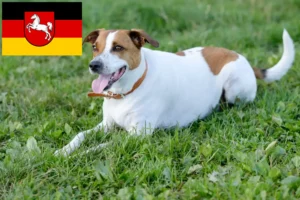 Read more about the article Dansk-svenske gårdhundeopdrættere og hvalpe i Niedersachsen