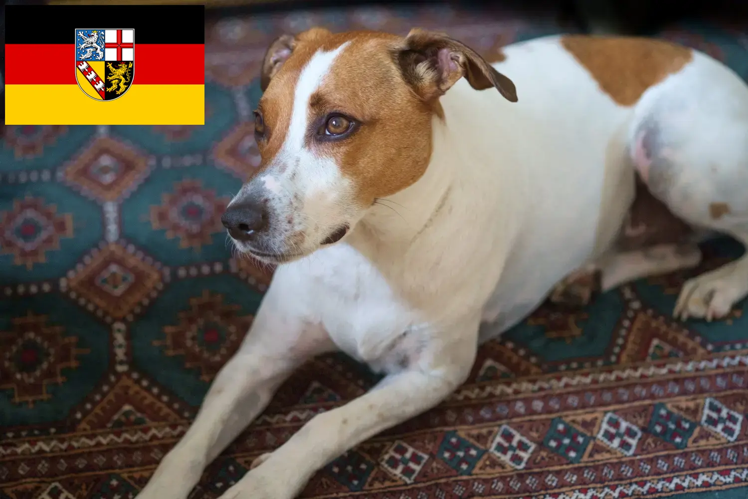 Dansk-svensk gårdhundehvalpe og opdrætter Saarland Her kan du finde dansk-svenske gårdhundeopdrættere i Saarland.