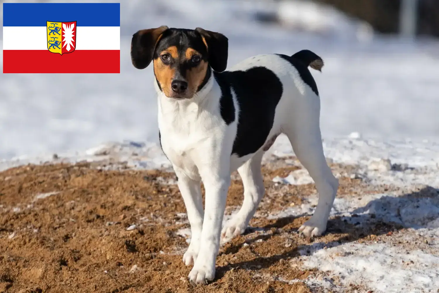 Dansk-svenske gårdhundehvalpe og opdrættere Schleswig-Holstein Her kan du finde dansk-svenske gårdhundeopdrættere i Slesvig-Holsten.