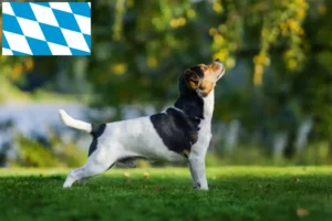 Read more about the article Dansk-svenske gårdhundeopdrættere og hvalpe i Bayern