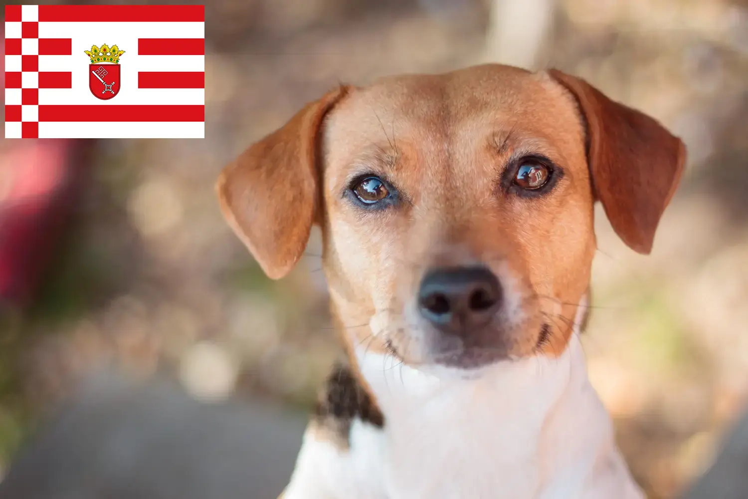 Dansk-svenske gårdhundehvalpe og opdrættere Bremen Find dansk-svenske gårdhundeopdrættere i Bremen her.