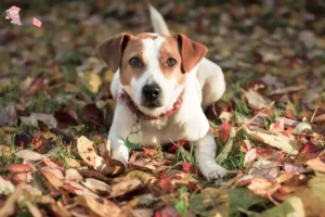 Read more about the article Dansk-svensk gårdhundeopdrætter og hvalpe i Hovedstaden