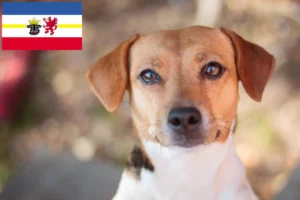 Read more about the article Dansk-svenske gårdhundeopdrættere og hvalpe i Mecklenburg-Vorpommern