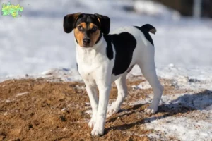 Read more about the article Dansk-svenske gårdhundeopdrættere og hvalpe i Midtjylland