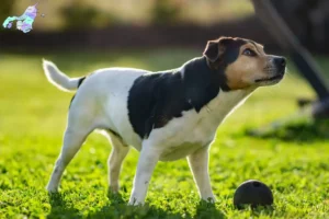 Read more about the article Dansk-svenske gårdhundeopdrættere og hvalpe i Nordjylland