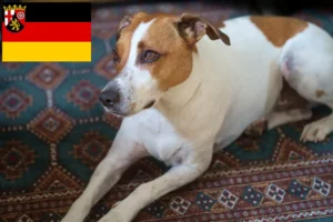 Read more about the article Dansk-svenske gårdhundeopdrættere og hvalpe i Rheinland-Pfalz