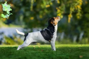 Read more about the article Dansk-svenske gårdhundeopdrættere og hvalpe på Sjælland