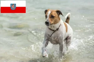 Read more about the article Dansk-svenske gårdhundeopdrættere og hvalpe i Thüringen
