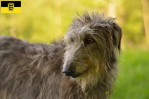 Read more about the article Deerhound-opdrættere og hvalpe i Baden-Württemberg