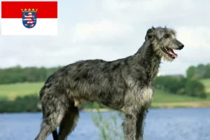 Read more about the article Deerhound-opdrættere og hvalpe i Hessen