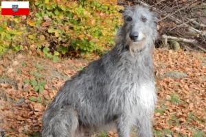 Read more about the article Deerhound-opdrættere og hvalpe i Thüringen