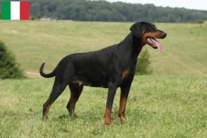 Read more about the article Dobermann-opdrættere og hvalpe i Italien