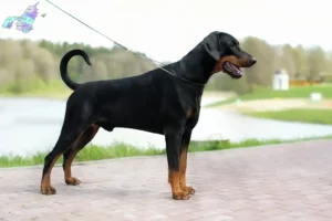 Read more about the article Dobermann opdrættere og hvalpe i Nordjylland