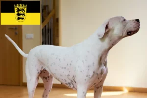 Read more about the article Dogo Argentino opdrættere og hvalpe i Baden-Württemberg