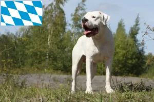 Read more about the article Dogo Argentino opdrættere og hvalpe i Bayern