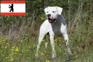 Read more about the article Dogo Argentino opdrættere og hvalpe i Berlin