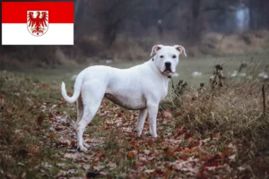 Read more about the article Dogo Argentino opdrættere og hvalpe i Brandenburg