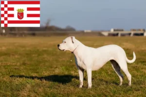 Read more about the article Dogo Argentino opdrættere og hvalpe i Bremen
