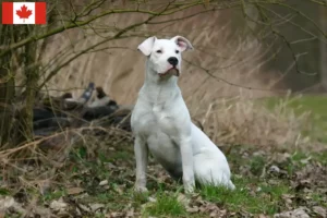 Read more about the article Dogo Argentino opdrættere og hvalpe i Canada