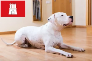 Read more about the article Dogo Argentino opdrættere og hvalpe i Hamborg