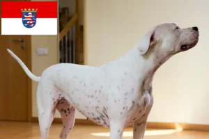 Read more about the article Dogo Argentino opdrættere og hvalpe i Hessen