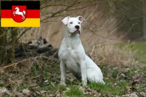Read more about the article Dogo Argentino opdrættere og hvalpe i Niedersachsen