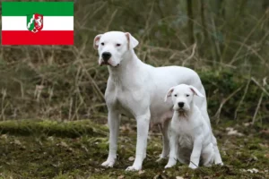 Read more about the article Dogo Argentino opdrættere og hvalpe i Nordrhein-Westfalen