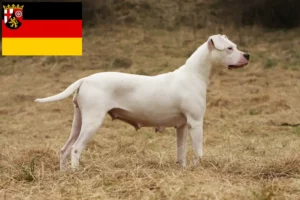 Read more about the article Dogo Argentino opdrættere og hvalpe i Rheinland-Pfalz
