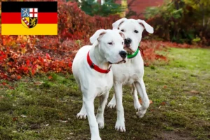 Read more about the article Dogo Argentino opdrættere og hvalpe i Saarland