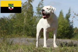 Read more about the article Dogo Argentino opdrættere og hvalpe i Sachsen-Anhalt