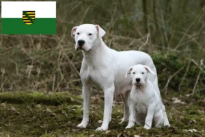 Read more about the article Dogo Argentino opdrættere og hvalpe i Sachsen