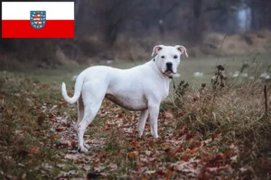 Read more about the article Dogo Argentino opdrættere og hvalpe i Thüringen