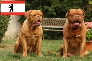 Read more about the article Dogue de Bordeaux opdrættere og hvalpe i Berlin