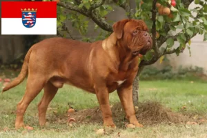 Read more about the article Dogue de Bordeaux opdrættere og hvalpe i Hessen