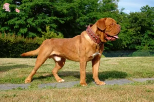 Read more about the article Dogue de Bordeaux opdrættere og hvalpe i Hovedstaden