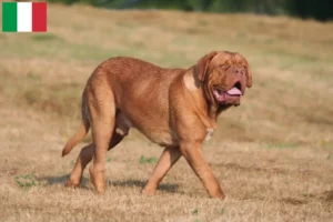 Read more about the article Dogue de Bordeaux-opdrættere og hvalpe i Italien