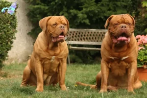 Read more about the article Dogue de Bordeaux opdrættere og hvalpe i Nordjylland