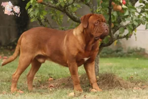 Read more about the article Dogue de Bordeaux opdrættere og hvalpe i Syddanmark