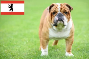 Read more about the article Engelsk Bulldog opdrættere og hvalpe i Berlin