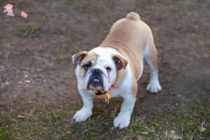 Read more about the article Engelsk Bulldog opdrætter og hvalpe i Hovedstaden