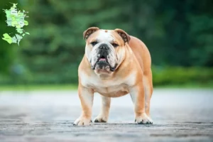 Read more about the article Engelsk Bulldog opdrættere og hvalpe på Sjælland