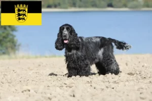 Read more about the article Engelsk Cocker Spaniel opdrættere og hvalpe i Baden-Württemberg