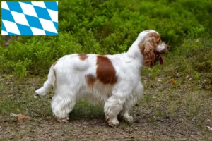 Read more about the article Engelsk Cocker Spaniel opdrættere og hvalpe i Bayern