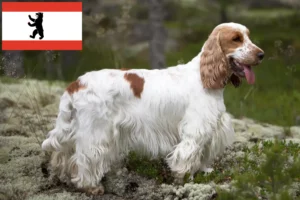 Read more about the article Engelsk Cocker Spaniel opdrætter og hvalpe i Berlin