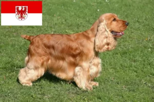 Read more about the article Engelsk Cocker Spaniel opdrættere og hvalpe i Brandenburg